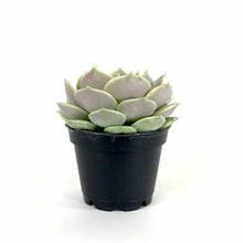 Load image into Gallery viewer, Succulent, 2in, Echeveria Lola - Floral Acres Greenhouse & Garden Centre