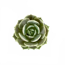 Load image into Gallery viewer, Succulent, 2in, Echeveria Lola - Floral Acres Greenhouse & Garden Centre
