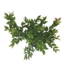 Load image into Gallery viewer, Bonsai, 4in, Jabotacaba - Floral Acres Greenhouse & Garden Centre