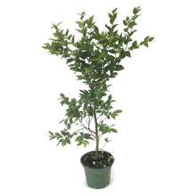 Load image into Gallery viewer, Bonsai, 4in, Jabotacaba - Floral Acres Greenhouse & Garden Centre