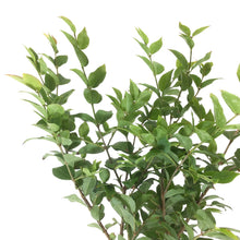 Load image into Gallery viewer, Bonsai, 4in, Jabotacaba - Floral Acres Greenhouse & Garden Centre
