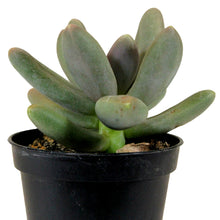 Load image into Gallery viewer, Succulent, 2in, Pachyveria Draco - Floral Acres Greenhouse & Garden Centre