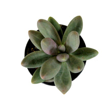 Load image into Gallery viewer, Succulent, 2in, Pachyveria Draco - Floral Acres Greenhouse & Garden Centre