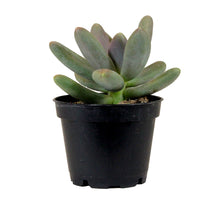 Load image into Gallery viewer, Succulent, 2in, Pachyveria Draco - Floral Acres Greenhouse & Garden Centre