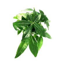 Load image into Gallery viewer, Pachira, 4in, Money Tree Braid