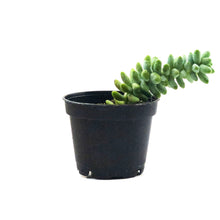 Load image into Gallery viewer, Succulent, 2in, Sedum Burro's Tail
