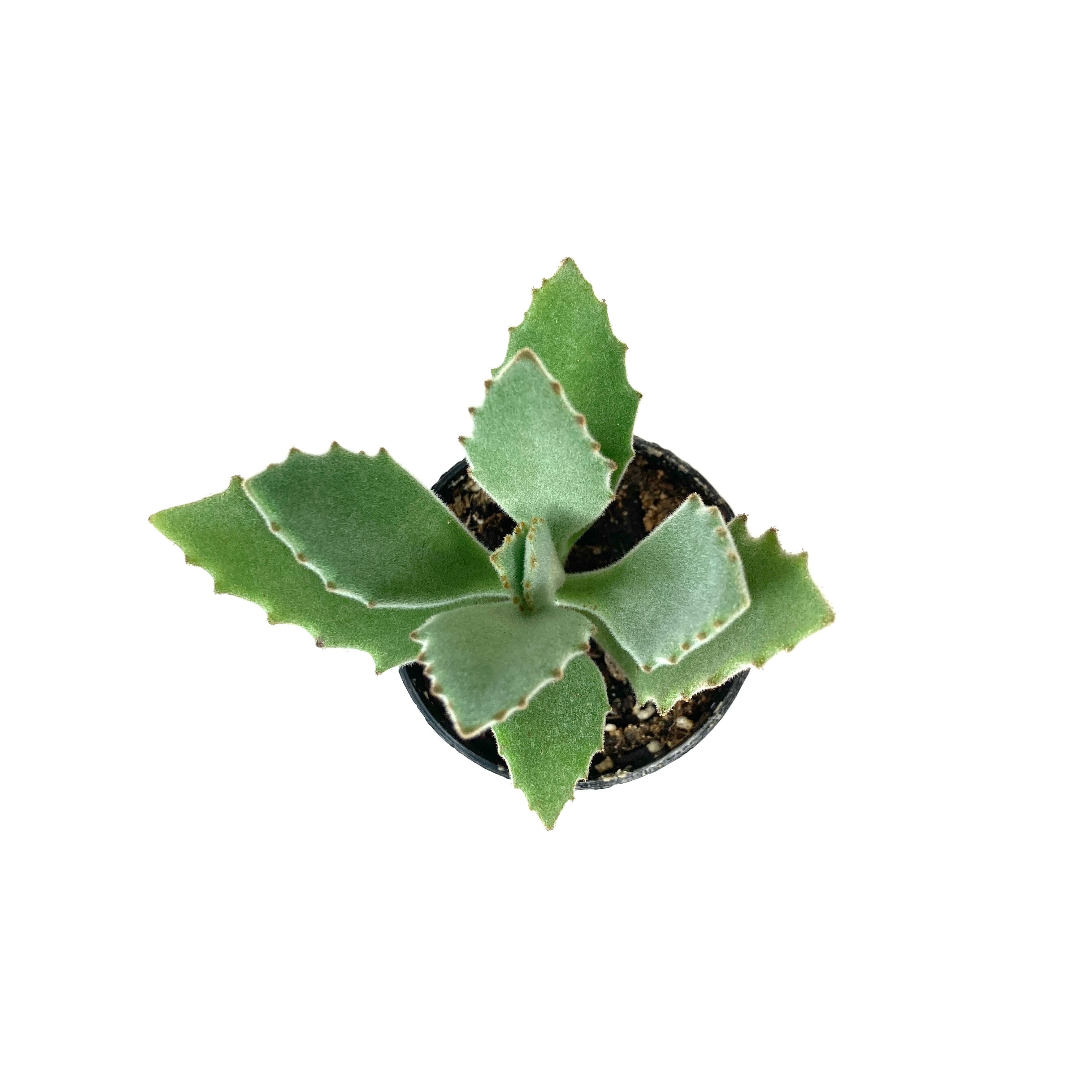 behartii succulent Succulent, 2in, Kalanchoe Behartii – Floral Acres Greenhouse & Garden Centre