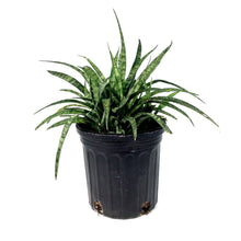 Load image into Gallery viewer, Sansevieria, 6in, Parva