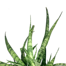 Load image into Gallery viewer, Sansevieria, 6in, Parva