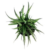 Load image into Gallery viewer, Sansevieria, 6in, Parva