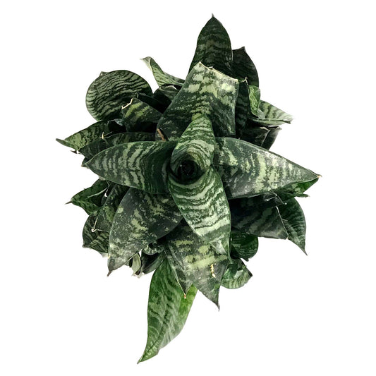 Sansevieria, 6in, Robusta Superba