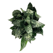 Load image into Gallery viewer, Sansevieria, 6in, Robusta Superba