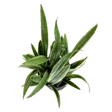 Load image into Gallery viewer, Sansevieria, 10in, Sayuri