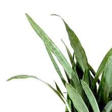 Load image into Gallery viewer, Sansevieria, 10in, Sayuri