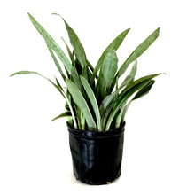 Load image into Gallery viewer, Sansevieria, 10in, Sayuri