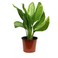Load image into Gallery viewer, Aglaonema, 6in, Silver Bay