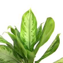 Load image into Gallery viewer, Aglaonema, 6in, Silver Bay