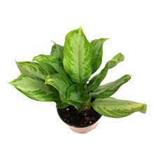 Load image into Gallery viewer, Aglaonema, 6in, Silver Bay