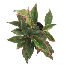 Load image into Gallery viewer, Aglaonema, 6in, Aurora Siam - Floral Acres Greenhouse & Garden Centre