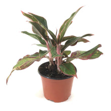 Load image into Gallery viewer, Aglaonema, 6in, Aurora Siam - Floral Acres Greenhouse & Garden Centre