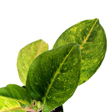 Load image into Gallery viewer, Aglaonema, 6in, Green Papaya - Floral Acres Greenhouse & Garden Centre