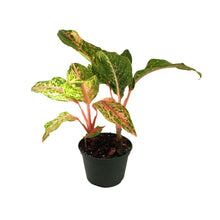 Load image into Gallery viewer, Aglaonema, 6in, Sparkling Sarah - Floral Acres Greenhouse & Garden Centre