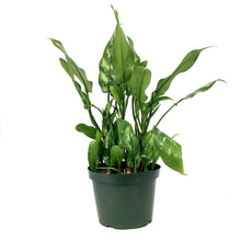 Load image into Gallery viewer, Aglaonema, 8in, Maria 'Emerald Beauty' - Floral Acres Greenhouse & Garden Centre