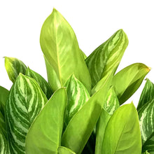 Load image into Gallery viewer, Aglaonema, 10in, Stripes - Floral Acres Greenhouse & Garden Centre