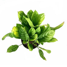 Load image into Gallery viewer, Aglaonema, 10in, Stripes - Floral Acres Greenhouse & Garden Centre