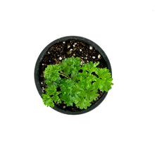 Load image into Gallery viewer, Herb, 4in, Parsley, Forest Green Curled