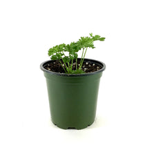 Load image into Gallery viewer, Herb, 4in, Parsley, Forest Green Curled