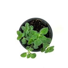 Load image into Gallery viewer, Herb, 4in, Oregano, Greek - Floral Acres Greenhouse & Garden Centre