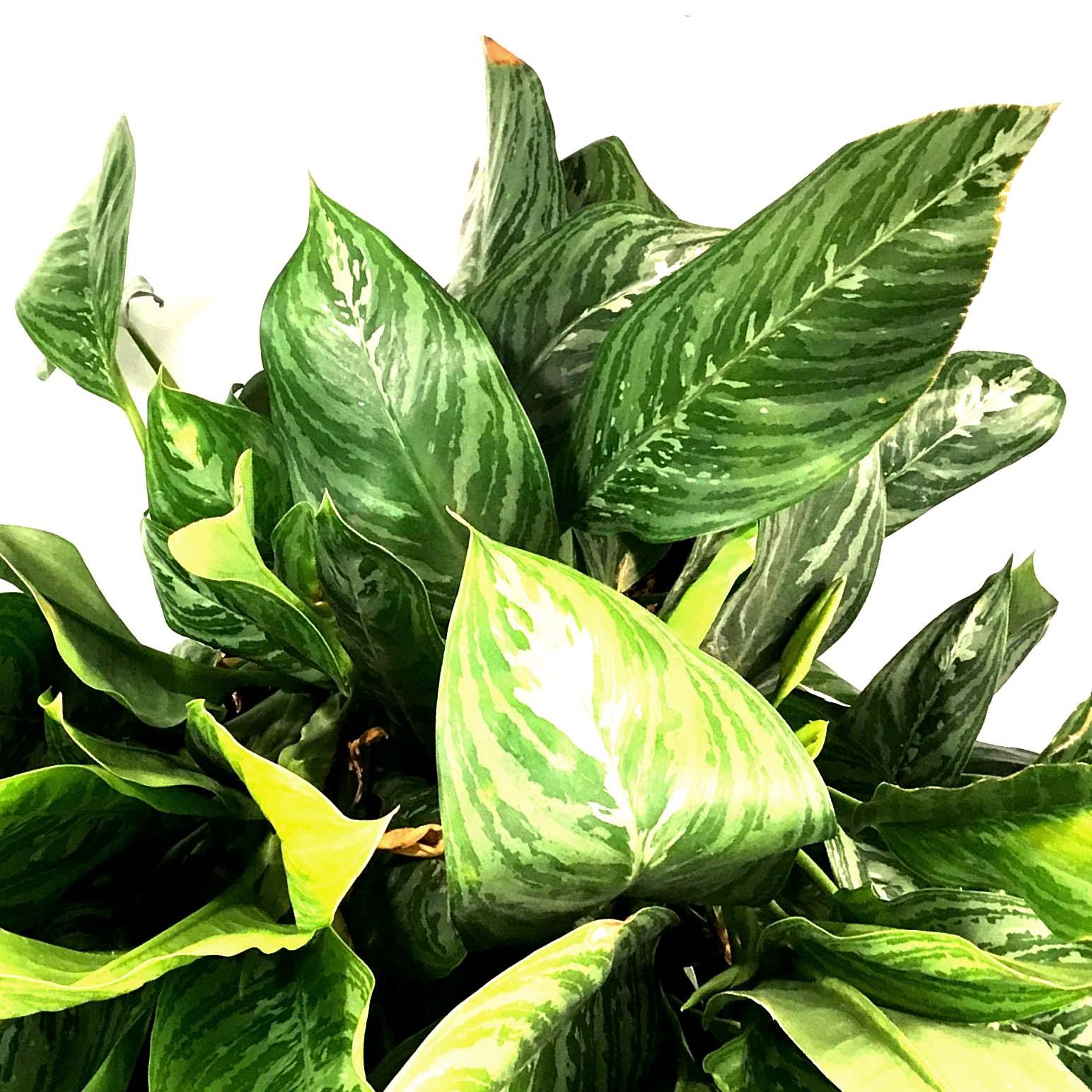 aglaonema moonlight bay Aglaonema, 14in, Moonlight Bay – Floral Acres Greenhouse & Garden Centre
