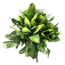 Load image into Gallery viewer, Aglaonema, 14in, Moonlight Bay - Floral Acres Greenhouse & Garden Centre
