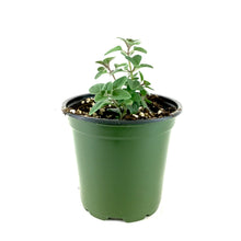 Load image into Gallery viewer, Herb, 4in, Oregano, Hot & Spicy