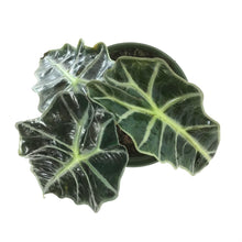 Load image into Gallery viewer, Alocasia, 6in, Polly - Floral Acres Greenhouse & Garden Centre