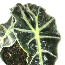 Load image into Gallery viewer, Alocasia, 6in, Polly - Floral Acres Greenhouse & Garden Centre