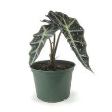 Load image into Gallery viewer, Alocasia, 6in, Polly - Floral Acres Greenhouse & Garden Centre