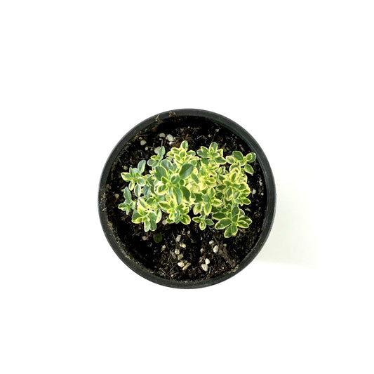 Herb, 4in, Thyme, Golden Lemon - Floral Acres Greenhouse & Garden Centre