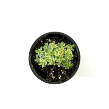 Load image into Gallery viewer, Herb, 4in, Thyme, Golden Lemon - Floral Acres Greenhouse & Garden Centre