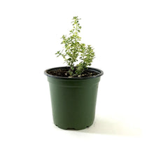 Load image into Gallery viewer, Herb, 4in, Thyme, Golden Lemon - Floral Acres Greenhouse & Garden Centre