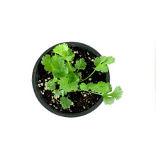 Load image into Gallery viewer, Herb, 4in, Cilantro, Santo - Floral Acres Greenhouse & Garden Centre