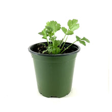 Load image into Gallery viewer, Herb, 4in, Cilantro, Santo - Floral Acres Greenhouse & Garden Centre