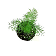 Load image into Gallery viewer, Herb, 4in, Dill, Dwarf Fernleaf - Floral Acres Greenhouse & Garden Centre