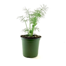 Load image into Gallery viewer, Herb, 4in, Dill, Dwarf Fernleaf - Floral Acres Greenhouse & Garden Centre