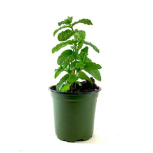 Load image into Gallery viewer, Herb, 4in, Mint, Mojito - Floral Acres Greenhouse & Garden Centre