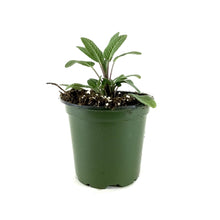Load image into Gallery viewer, Herb, 4in, Sage, Grower's Friend - Floral Acres Greenhouse & Garden Centre