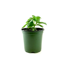 Load image into Gallery viewer, Herb, 4in, Basil, Dolce Fresca - Floral Acres Greenhouse & Garden Centre