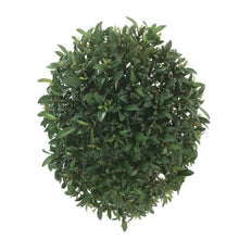 Load image into Gallery viewer, Bonsai, 6in, Eugenia Globulus - Floral Acres Greenhouse & Garden Centre