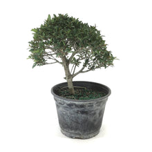 Load image into Gallery viewer, Bonsai, 6in, Eugenia Globulus - Floral Acres Greenhouse & Garden Centre